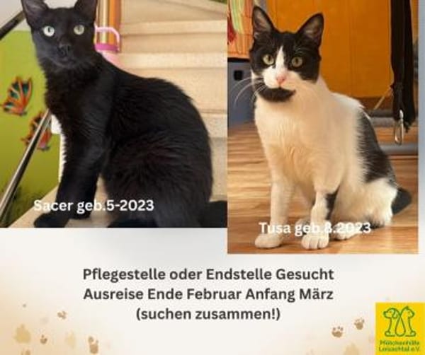 Werde Pflegestelle für Katzen in NOT
