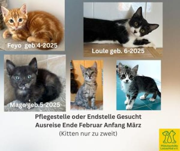 Werde Pflegestelle für Katzen in NOT