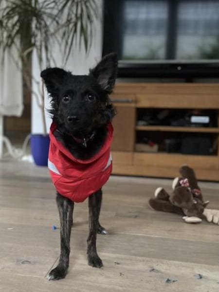 Tashi  💕kleine Kämpferin (E)