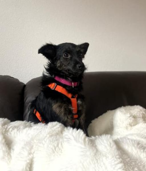 Tashi  💕kleine Kämpferin (E)