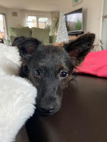 Tashi  💕kleine Kämpferin (E)