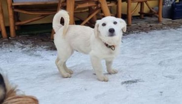 PEPPI -rundum tolles Hundekind-