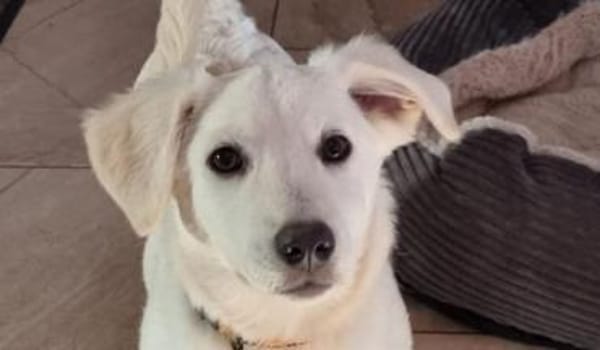 PEPPI -rundum tolles Hundekind-