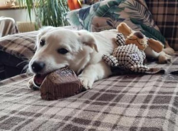 PEPPI -rundum tolles Hundekind-