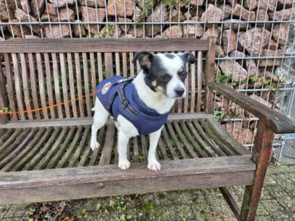 💕Buffy💕sucht ihre Menschen💕🐾