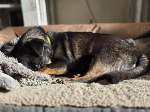 Olli - menschenbezogen und aktiv