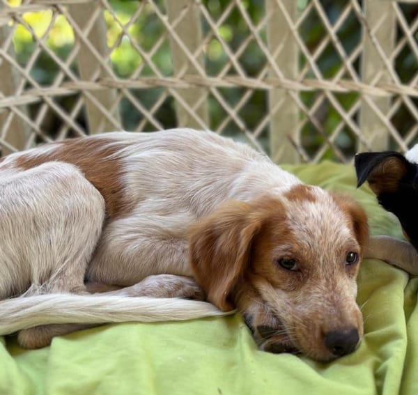 ACAÏ, chiot femelle Croisée Épagneul