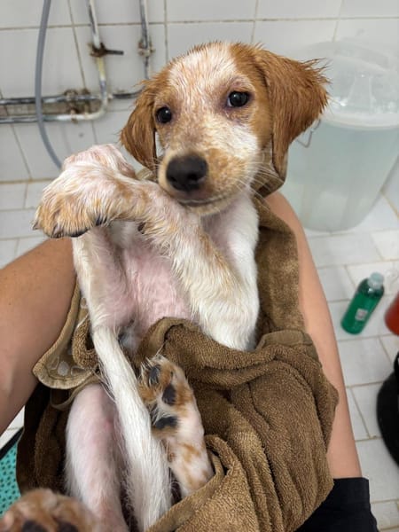 ACAÏ, chiot femelle Croisée Épagneul