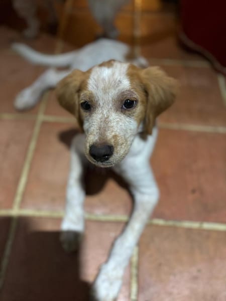 ACAÏ, chiot femelle Croisée Épagneul