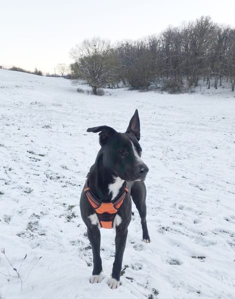 JEÏKO Mâle Berger créole junior