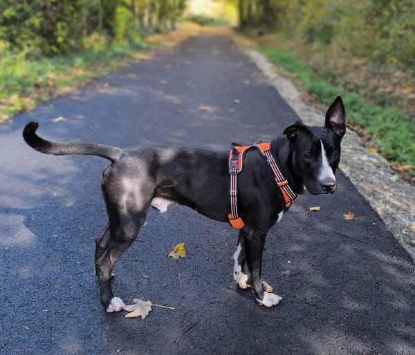 JEÏKO Mâle Berger créole junior