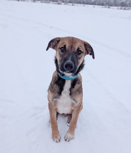 SANJEE, chiot Berger Créole mâle