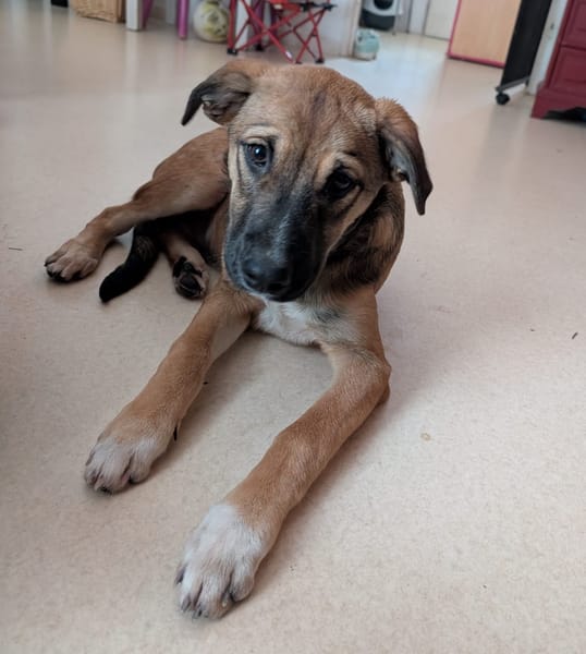 SANJEE, chiot Berger Créole mâle