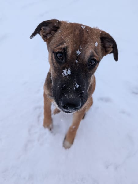 SANJEE, chiot Berger Créole mâle