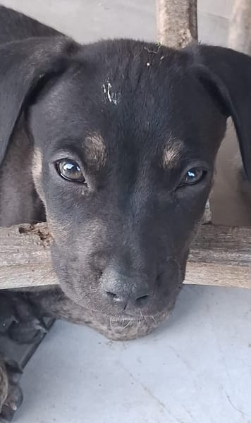 APOLLON, chiot Berger Créole mâle