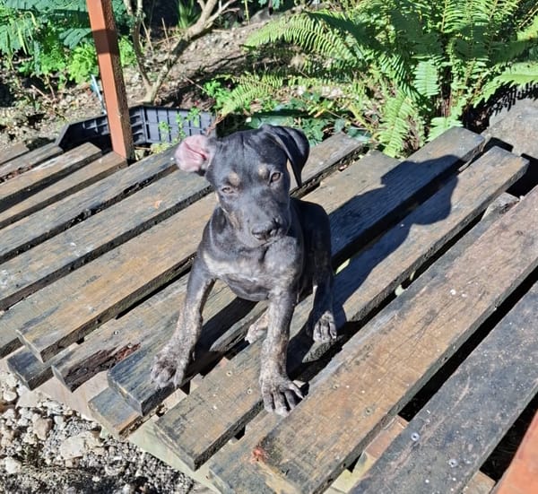 APOLLON, chiot Berger Créole mâle