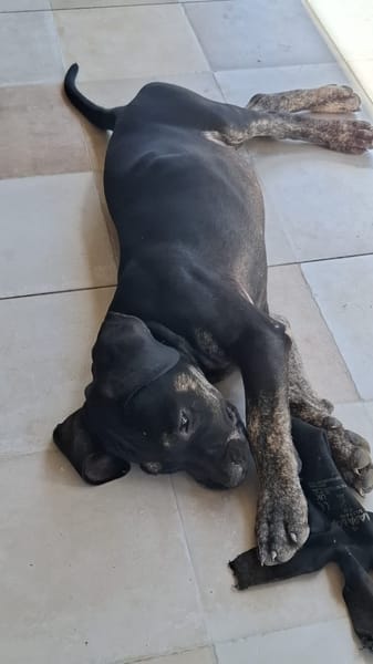 APOLLON, chiot Berger Créole mâle