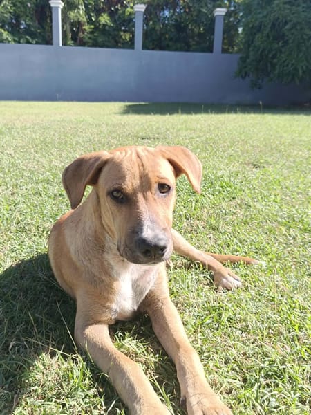 ATCHI, chiot Berger Créole mâle