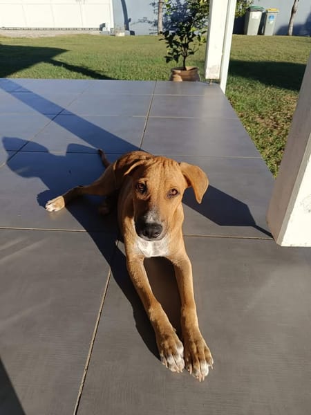 ATCHI, chiot Berger Créole mâle