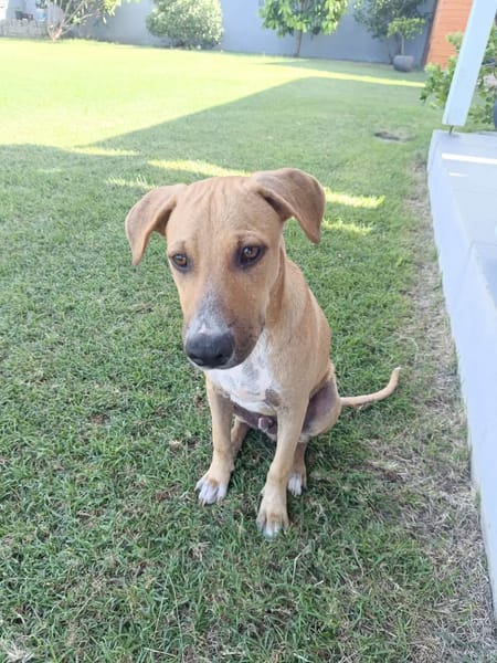 ATCHI, chiot Berger Créole mâle