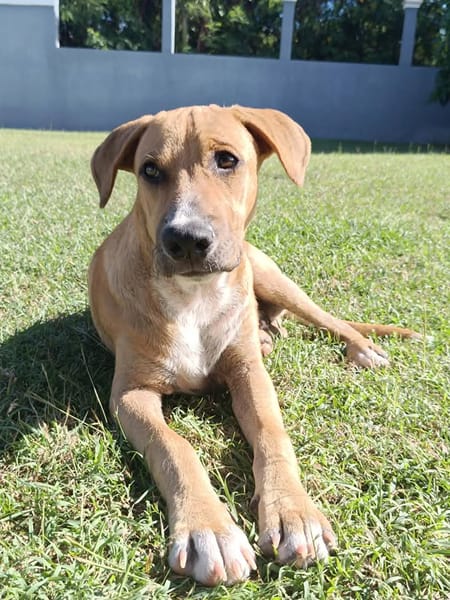 ATCHI, chiot Berger Créole mâle