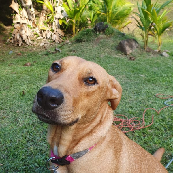 BULMA, Femelle junior Berger Créole