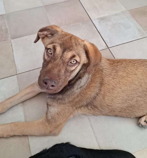 LUNE, chiot Femelle Berger Créole