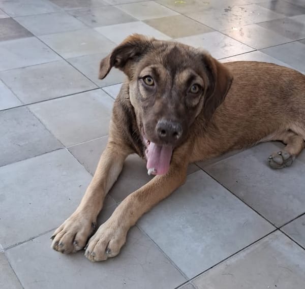 LUNE, chiot Femelle Berger Créole