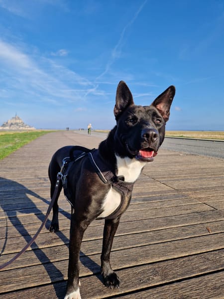 TILOUP Croisé Labrador