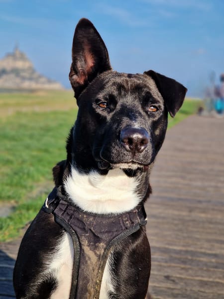 TILOUP Croisé Labrador