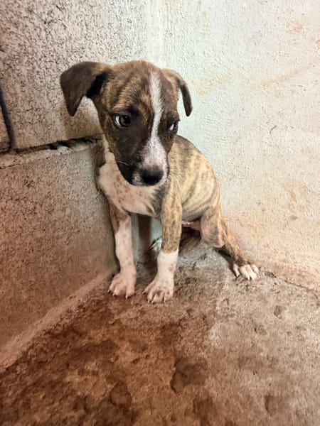 🐾 À L’ADOPTION – BANJA 🐾