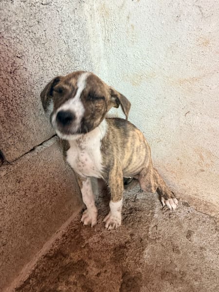 🐾 À L’ADOPTION – BANJA 🐾