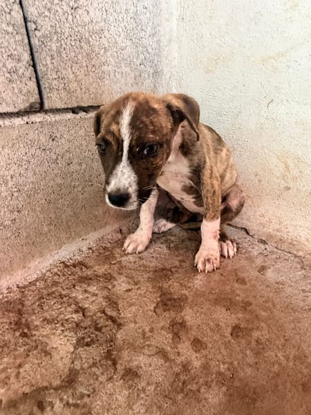 🐾 À L’ADOPTION – BANJA 🐾