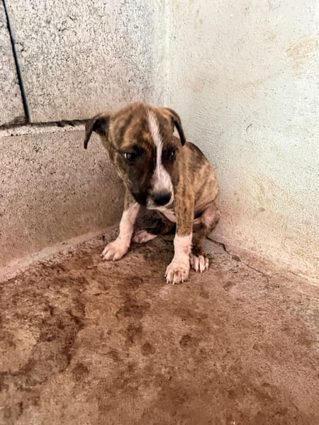 🐾 À L’ADOPTION – BANJA 🐾