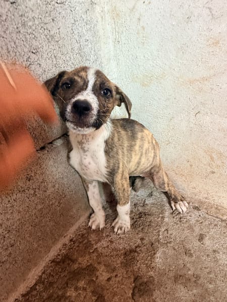 🐾 À L’ADOPTION – BANJA 🐾