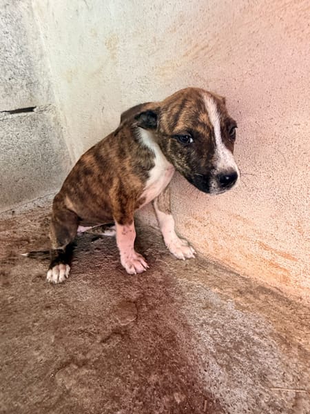 🐾 À L’ADOPTION – BANJA 🐾