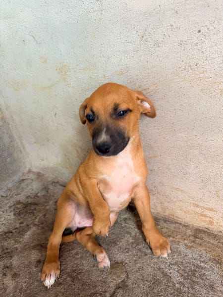 🐾 À L’ADOPTION – DIVA 🐾