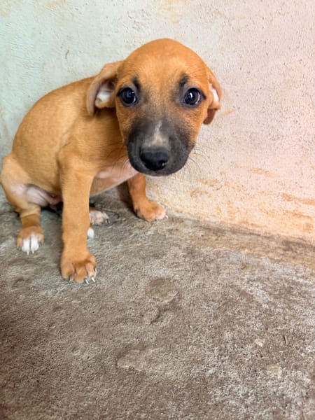 🐾 À L’ADOPTION – DIVA 🐾