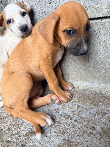 🐾 À L’ADOPTION – DIVA 🐾