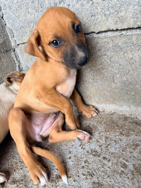 🐾 À L’ADOPTION – DIVA 🐾