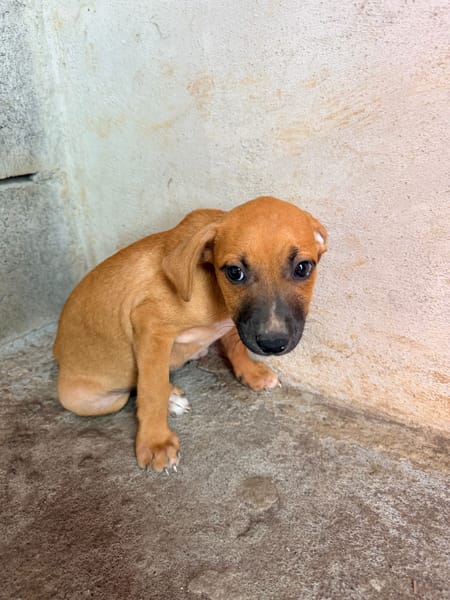 🐾 À L’ADOPTION – DIVA 🐾