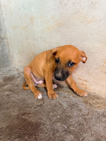 🐾 À L’ADOPTION – DIVA 🐾