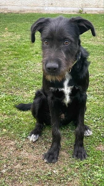 🐾 À L’ADOPTION – DJANGO, jeune lab plein d’amour et d’énergie ! 🐾