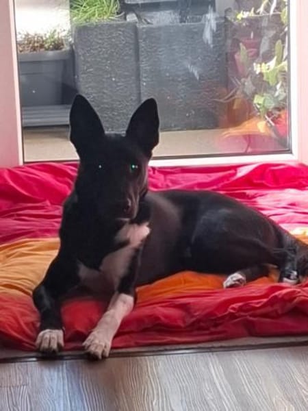 Black / Sean  sensibler Herzenshund