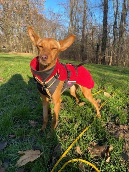 Scarlett sucht Menschen mit etwas Geduld