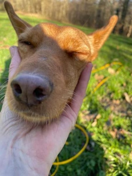 Scarlett sucht Menschen mit etwas Geduld