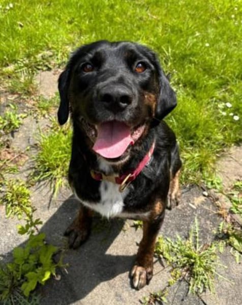 Leo 💗 wartet in 84524 Neuötting