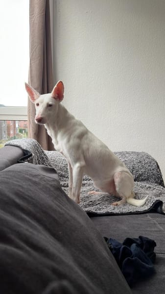 Susona - liebevoll und gemütlich