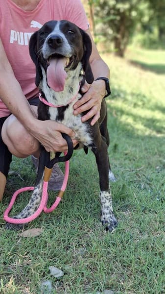 Morena auf Pflegestelle in Deutschland