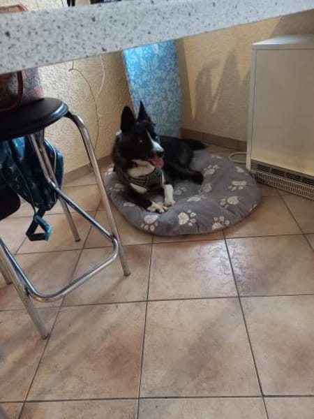 TORI - hat abgefrorene Pfoten